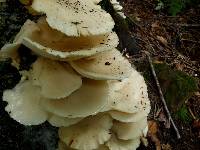 Pleurotus pulmonarius image