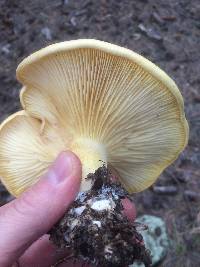 Cantharocybe gruberi image