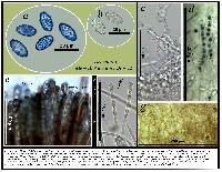 Peziza succosella image