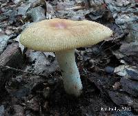 Russula grata image