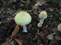 Amanita velatipes image