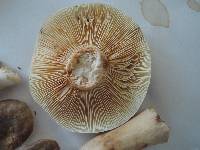 Lactarius fumosus image