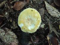 Russula ochroleucoides image