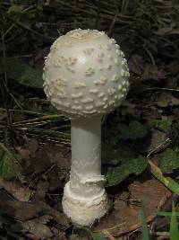 Amanita multisquamosa image