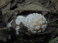 Amanita multisquamosa image