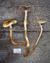 Leratiomyces squamosus image