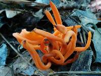 Clavulinopsis aurantiocinnabarina image