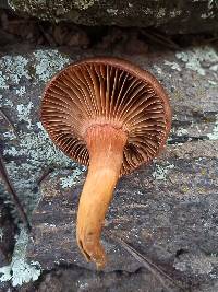 Chroogomphus conacytiensis image