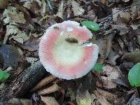 Russula bicolor image