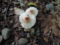 Lepiota cristata image