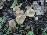 Lactarius fumosus image