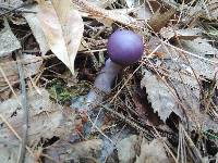 Cortinarius iodeoides image