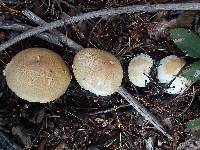 Agaricus didymus image