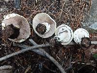 Agaricus didymus image