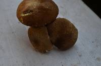 Xanthoconium affine image