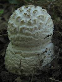 Amanita multisquamosa image