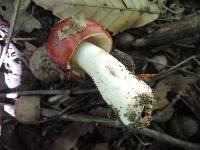 Russula vinacea image