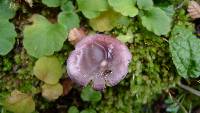 Russula nothofaginea image