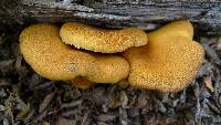 Austropaxillus statuum image