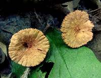 Lactarius areolatus image