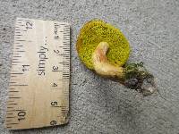 Aureoboletus auriporus image