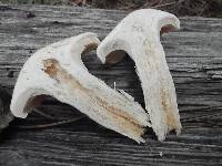 Hygrophorus gliocyclus image