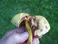 Suillus americanus image