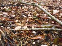 Mycena sanguinolenta image