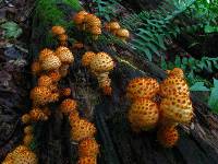 Pholiota squarrosoides image