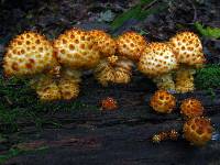 Pholiota squarrosoides image