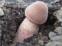 Leucoagaricus americanus image