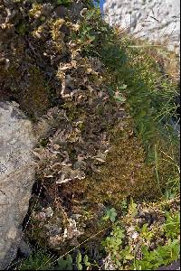 Peltigera aphthosa image