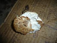 Polyporus tuberaster image