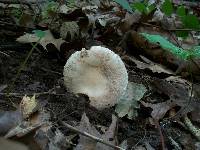 Amanita peckiana image