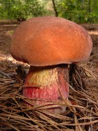 Boletus oliveisporus image