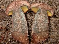 Boletus oliveisporus image