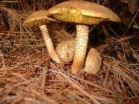 Pseudoboletus parasiticus image