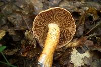 Cortinarius bolaris image