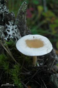 Clitocybe fragrans image