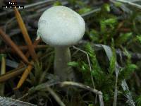 Clitocybe fragrans image