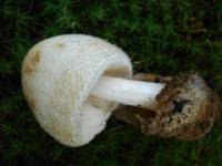 Volvariella bombycina image