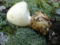 Volvariella bombycina image