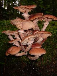 Armillaria gemina image