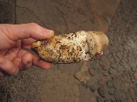 Amanita sect. Vaginatae image