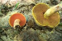 Boletus fagicola image