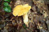 Russula earlei image