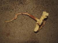 Rhodocollybia maculata image