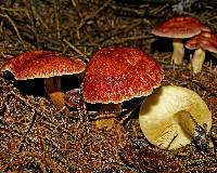 Tricholomopsis rutilans image