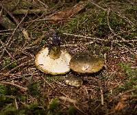 Lactarius turpis image