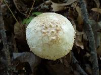 Amanita ravenelii image